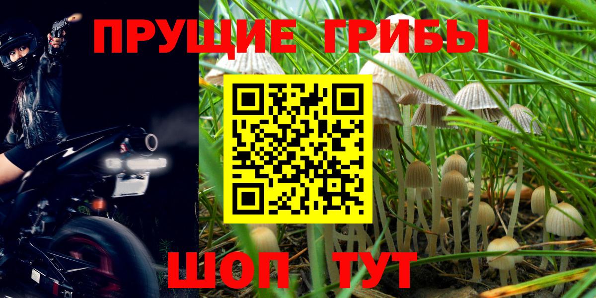 Галлюциногенные грибы Cubensis Ефремов